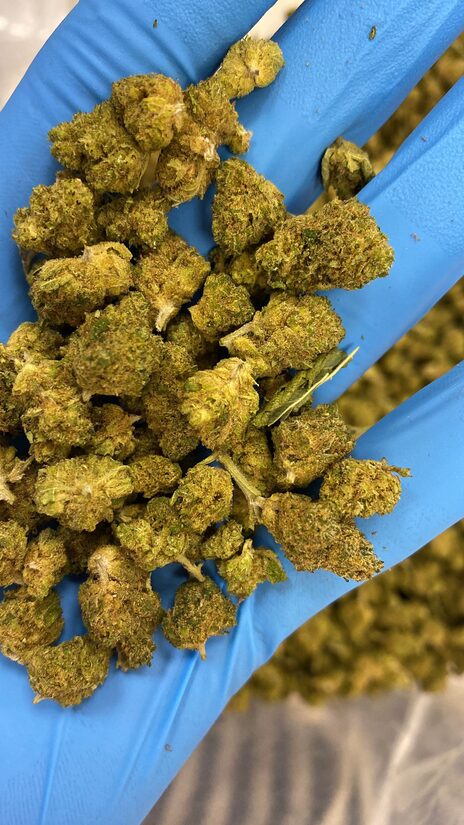 Små cannabisblomster