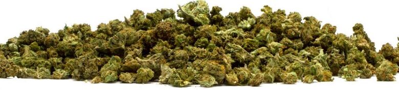 AMNESIA HAZE Maži Žiedai – Premium CBD kanapių žiedai