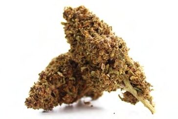 GRANDADDY PURPLE - hampablommor