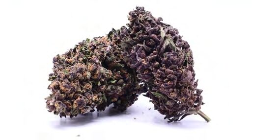 PURPLE JACK – Cannabisblüten