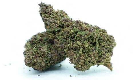 ALADIN PURPLE KUSH – Hanfblüten