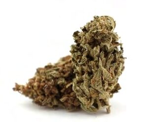 MANGO KUSH- kanapių žiedai