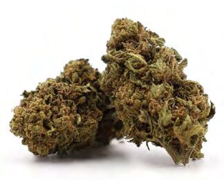 JACK HERER – Hanfblüten