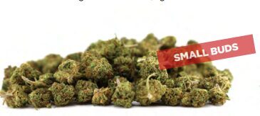 CBD Kanapių Žiedai „Fragolina“ (Maži žiedai) – Premium kokybė