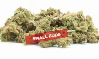 Pop Star Small Buds – Premium CBD kanapių žiedai