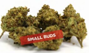 Lemon Pop Small Buds – Premium kanapių žiedai
