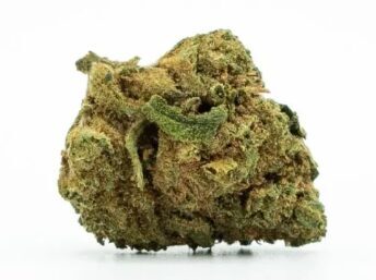 Small Buds Greenhouse – mazi siltumnīcā audzētu kaņepju ziedi