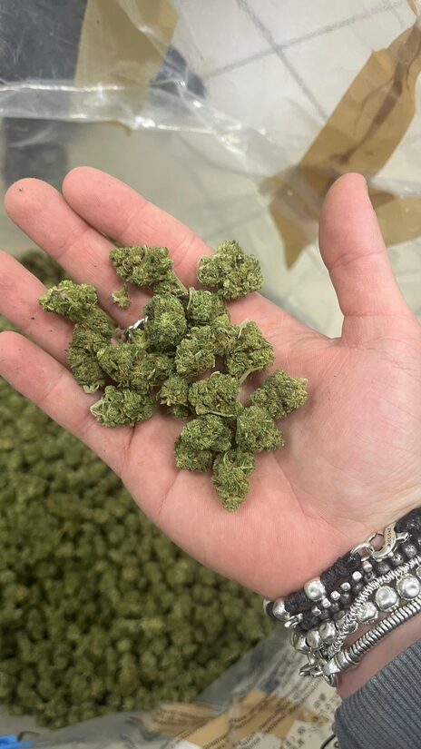 Amnesia Haze CBD kanapių žiedai (maži)