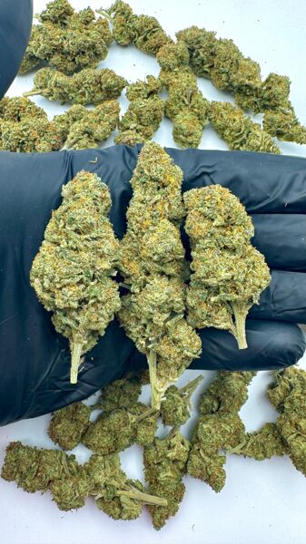 PREMIUM kanapių žiedai Blue Dream 1,9g