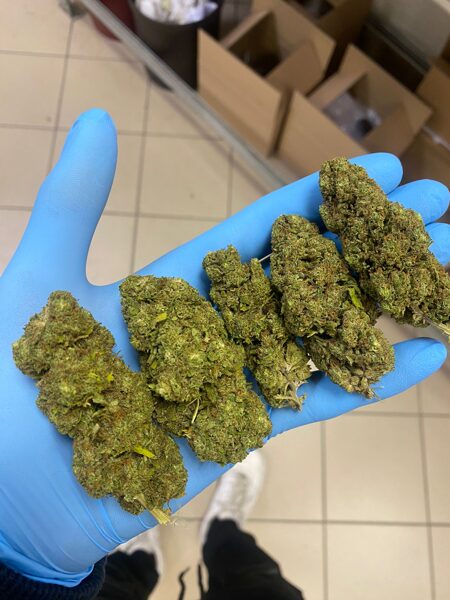 STANDARD CBD buds FRUIT